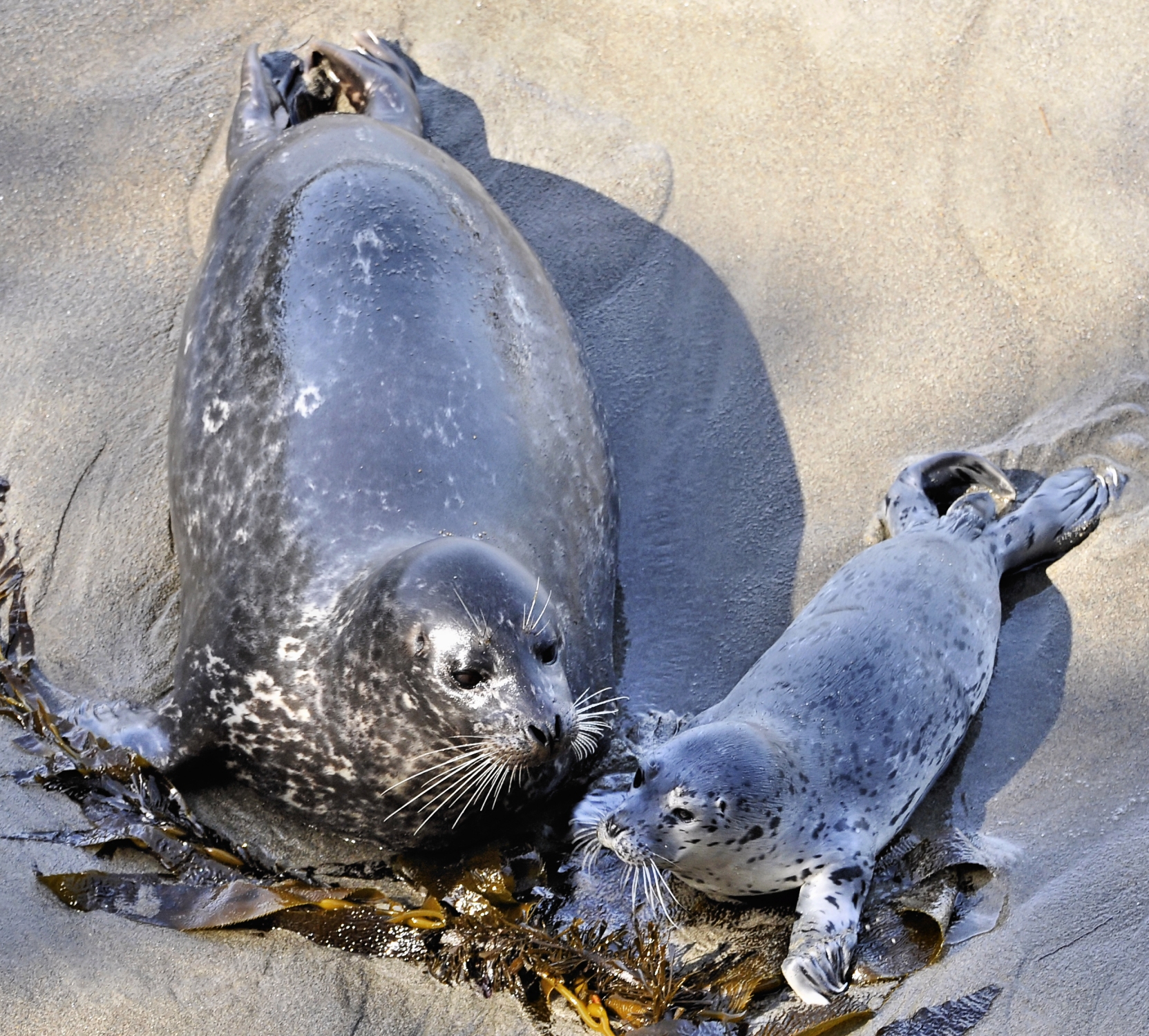 Harbor Seal & Pup Near Water | Shutterbug